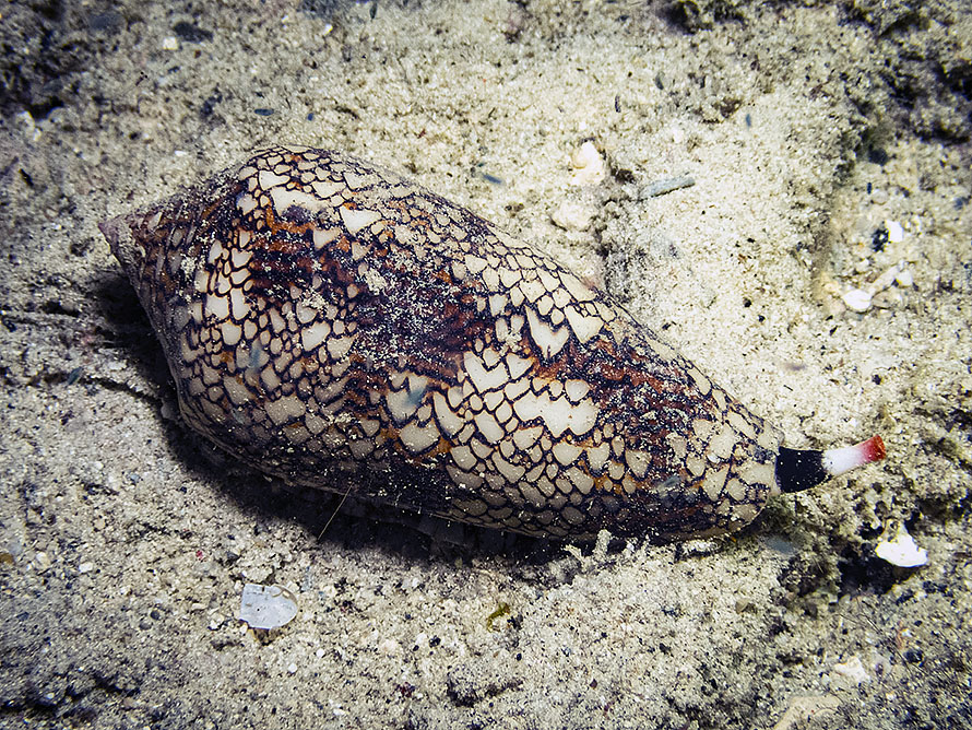 Conus textile